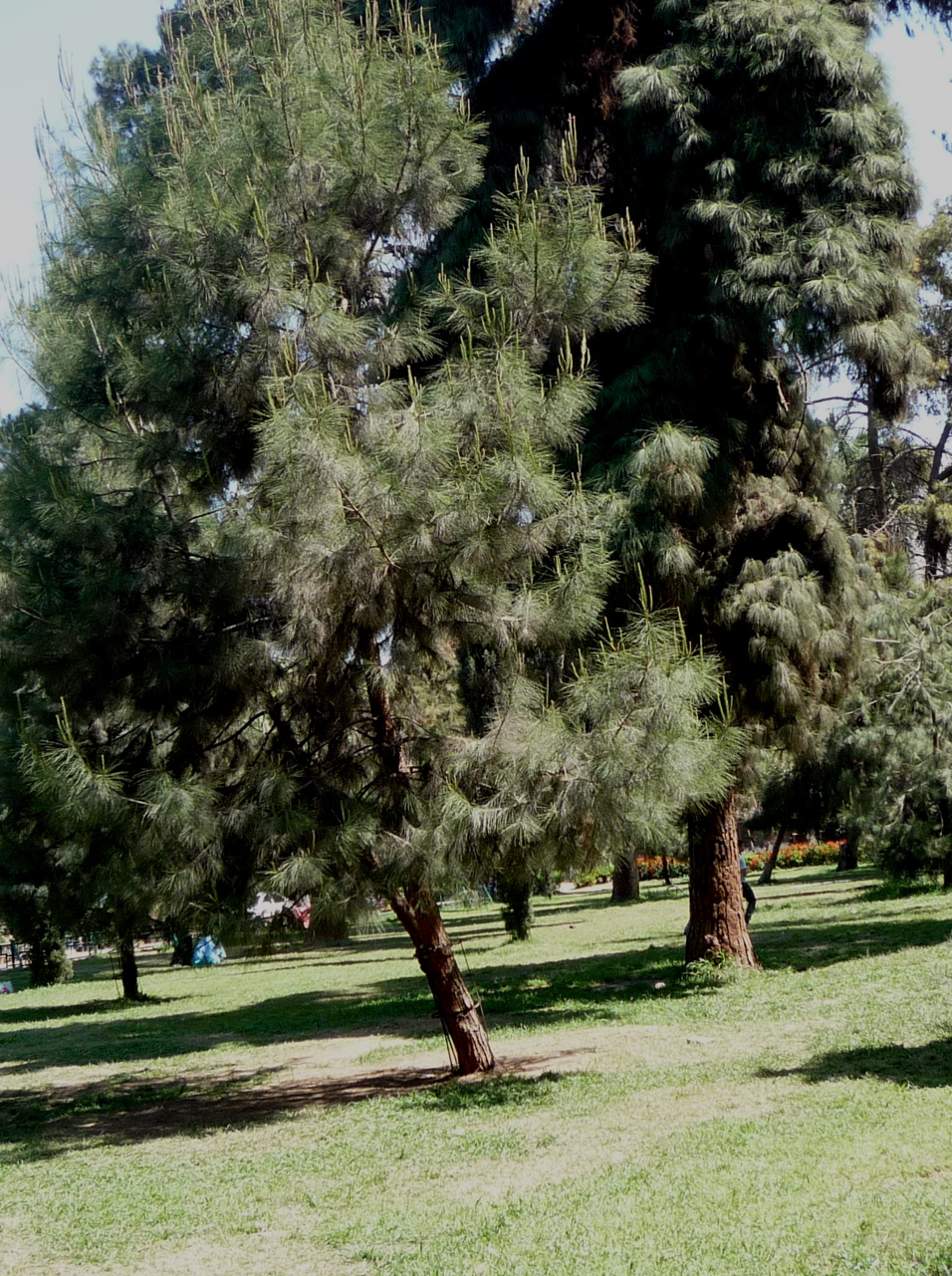 pinus halepensis